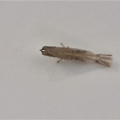 Lepidoptera unclassified ADULT moth at Narangba, QLD - 26 Dec 2024 12:18 PM