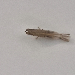 Lepidoptera unclassified ADULT moth at Narangba, QLD - 26 Dec 2024 12:18 PM