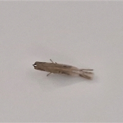 Lepidoptera unclassified ADULT moth at Narangba, QLD - 26 Dec 2024 12:18 PM