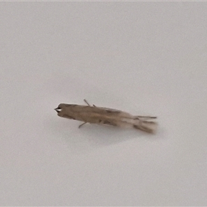 Lepidoptera unclassified ADULT moth at Narangba, QLD - 26 Dec 2024 12:18 PM