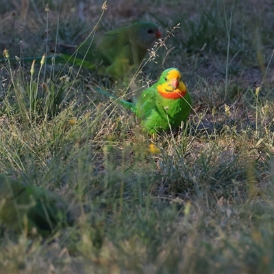 Polytelis swainsonii (Superb Parrot) at Hughes, ACT - 24 Dec 2024 by LisaH