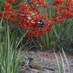 Entomyzon cyanotis (Blue-faced Honeyeater) at Hughes, ACT - 23 Dec 2024 by LisaH