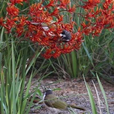 Entomyzon cyanotis (Blue-faced Honeyeater) at Hughes, ACT - 23 Dec 2024 by LisaH