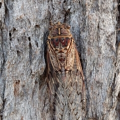 Henicopsaltria eydouxii (Razor Grinder) at Cordeaux Heights, NSW - 26 Dec 2024 by PaperbarkNativeBees