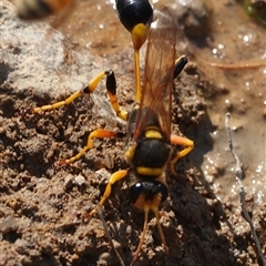 Sceliphron laetum (Common mud dauber wasp) at Hall, ACT - 26 Dec 2024 by Anna123