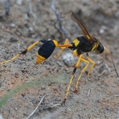 Sceliphron laetum at Hall, ACT - 26 Dec 2024 05:02 PM