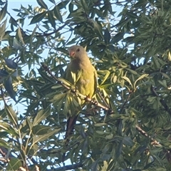 Polytelis swainsonii (Superb Parrot) at Hackett, ACT - 26 Dec 2024 by Carlaaa