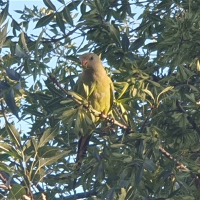 Polytelis swainsonii (Superb Parrot) at Hackett, ACT - 26 Dec 2024 by Carlaaa
