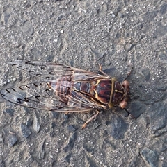 Henicopsaltria eydouxii (Razor Grinder) at Cordeaux Heights, NSW - 26 Dec 2024 by PaperbarkNativeBees