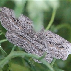 Phelotis cognata (Long-fringed Bark Moth) at Hall, ACT - 26 Dec 2024 by Anna123