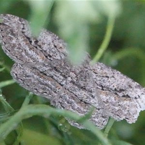 Zermizinga sinuata (Lucerne Looper, Spider Moth) at Hall, ACT by Anna123