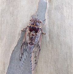 Henicopsaltria eydouxii (Razor Grinder) at Cordeaux Heights, NSW - 26 Dec 2024 by PaperbarkNativeBees