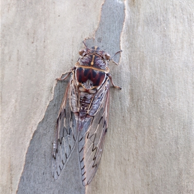 Henicopsaltria eydouxii (Razor Grinder) at Cordeaux Heights, NSW - 26 Dec 2024 by PaperbarkNativeBees