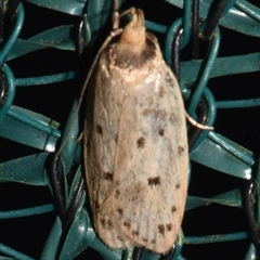 Eulechria rhymodes (A Concealer moth (Eulechria group) at Sheldon, QLD - 21 Dec 2024 by PJH123