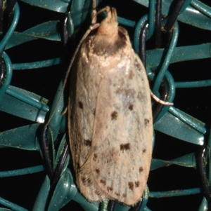 Eulechria rhymodes at Sheldon, QLD - suppressed