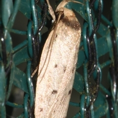 Eulechria rhymodes at Sheldon, QLD - suppressed