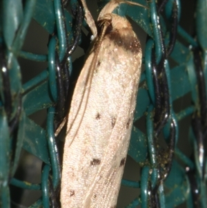Eulechria rhymodes at Sheldon, QLD - suppressed