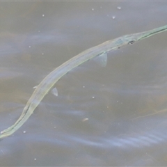 Unidentified Marine Fish Uncategorised at Woody Point, QLD - 26 Dec 2024 by JimL