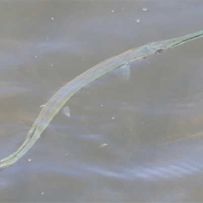 Unidentified Marine Fish Uncategorised at Woody Point, QLD - 26 Dec 2024 by JimL