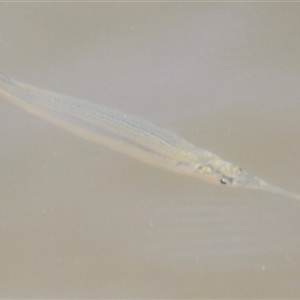 Hyporhamphus australis at Woody Point, QLD by JimL