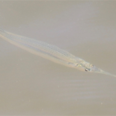 Hyporhamphus australis at Woody Point, QLD - 26 Dec 2024 by JimL