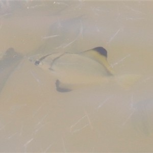 Monodactylus argenteus at Woody Point, QLD - 26 Dec 2024 11:56 AM