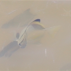 Monodactylus argenteus at Woody Point, QLD - 26 Dec 2024 11:56 AM
