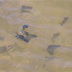 Monodactylus argenteus at Woody Point, QLD - 26 Dec 2024 11:56 AM
