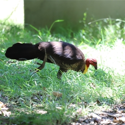 Alectura lathami (Australian Brush-turkey) at Woody Point, QLD - 26 Dec 2024 by JimL