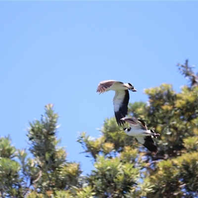 Vanellus miles (Masked Lapwing) at Woody Point, QLD - 26 Dec 2024 by JimL