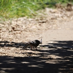 Ocyphaps lophotes (Crested Pigeon) at Woody Point, QLD - 26 Dec 2024 by JimL