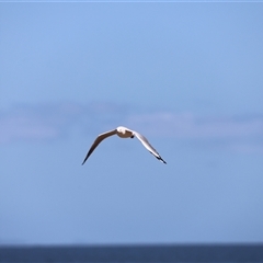 Chroicocephalus novaehollandiae (Silver Gull) at Redcliffe, QLD - 26 Dec 2024 by JimL