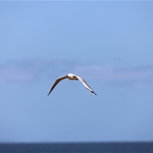 Chroicocephalus novaehollandiae at Redcliffe, QLD by JimL