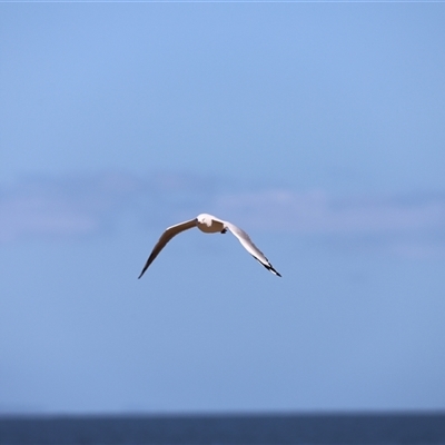 Chroicocephalus novaehollandiae at Redcliffe, QLD - 26 Dec 2024 by JimL