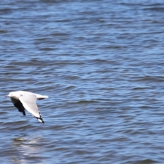 Chroicocephalus novaehollandiae at Redcliffe, QLD - 26 Dec 2024 03:14 PM