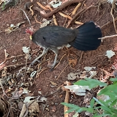 Alectura lathami (Australian Brush-turkey) at Redcliffe, QLD - 26 Dec 2024 by JimL