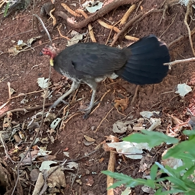 Alectura lathami (Australian Brush-turkey) at Redcliffe, QLD - 26 Dec 2024 by JimL