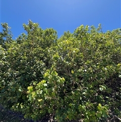 Unverified at suppressed - suppressed