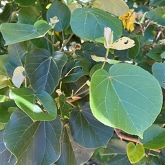 Unverified at suppressed - suppressed