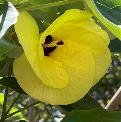 Unverified at suppressed - suppressed