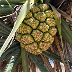 Pandanus tectorius (Pandanus, Screw Pine) at Woody Point, QLD - 26 Dec 2024 by JimL