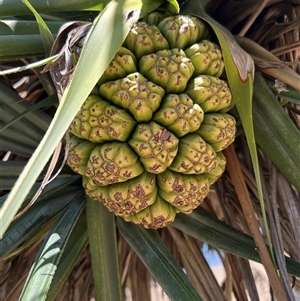 Pandanus tectorius at Woody Point, QLD - 26 Dec 2024