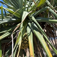 Pandanus tectorius at Woody Point, QLD - 26 Dec 2024 12:41 PM