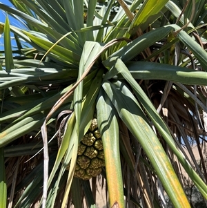 Pandanus tectorius at Woody Point, QLD - 26 Dec 2024