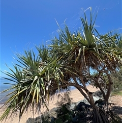 Pandanus tectorius at Woody Point, QLD - 26 Dec 2024 12:41 PM