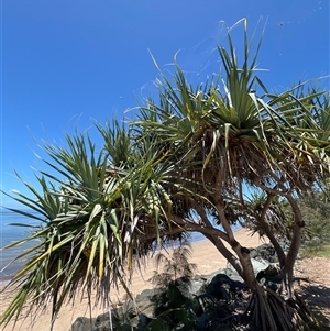 Pandanus tectorius at Woody Point, QLD - 26 Dec 2024