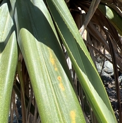 Pandanus tectorius at Woody Point, QLD - 26 Dec 2024 12:41 PM