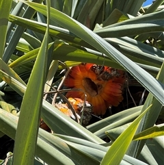 Pandanus tectorius at Woody Point, QLD - 26 Dec 2024