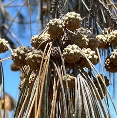Casuarina equisetifolia subsp. incana (Coastal She-Oak) at Woody Point, QLD - 26 Dec 2024 by JimL