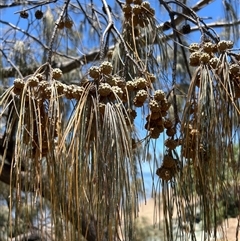 Casuarina equisetifolia subsp. incana at Woody Point, QLD - 26 Dec 2024 12:40 PM